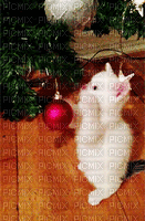 MMarcia gif gatinho natal noel fundo - GIF animate gratis