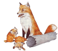 foxes - Gratis animerad GIF