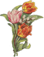 Tulpen, Strauß, Vintage - gratis png
