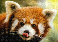 panda roux - PNG gratuit