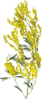 chantalmi fleur mimosa jaune - ingyenes png