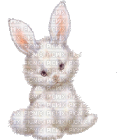 petit lapin - GIF animate gratis