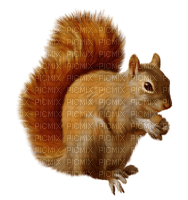 Kaz_Creations Squirrel - nemokama png