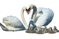 swan family - ücretsiz png