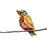 Birds - 免费PNG