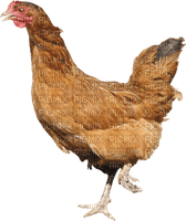 Kaz_Creations Chicken - 無料png