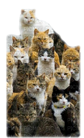 animalss cats nancysaey - png gratis