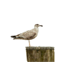 seagull on the wood - png ฟรี