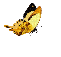 chantalmi papillon butterfly jaune yellow - GIF เคลื่อนไหวฟรี
