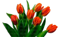 Flores Tulipán - 免费PNG