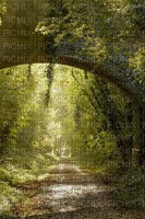 forest background - PNG gratuit