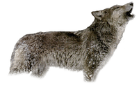 Tube Animaux Loup - zadarmo png