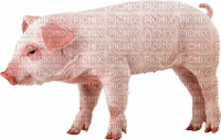 cerdo - nemokama png