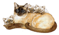 gato - Gratis geanimeerde GIF