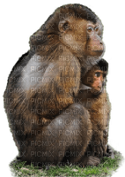 apina, monkey - png gratuito