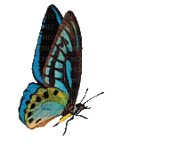 nbl-butterfly - Gratis animeret GIF