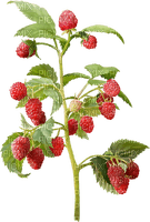 Raspberry Plant - PNG gratuit