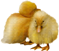Kaz_Creations Easter Deco Chick - png grátis