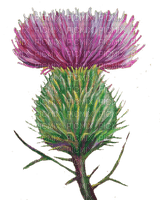 Flowers purple bp - бесплатно png