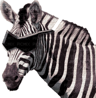 zebra bp - Free animated GIF