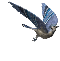 cecily-oiseau anime - Bezmaksas animēts GIF