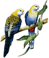 Parrot birds bp - ilmainen png