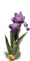 Iris.Flower.Purple.Victoriabea - безплатен png