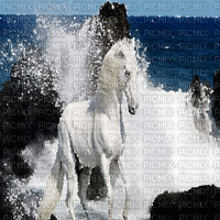 pferd horse milla1959 - Free animated GIF
