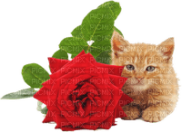 Y.A.M._Cat kitten rose - kostenlos png