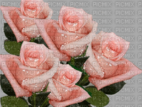 Rosas rosas - GIF เคลื่อนไหวฟรี