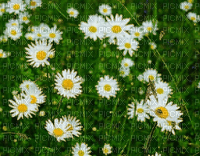 charmille _ fleurs - GIF animé gratuit