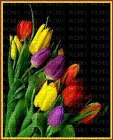 tulipes - δωρεάν png