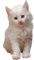kitty - Free PNG