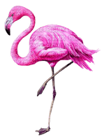 Flamingo.Pink
