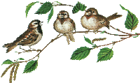 Chirping Birds - Free animated GIF