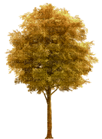 träd-höst---tree-autumn - 免费PNG