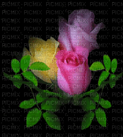Rosas - 無料のアニメーション GIF