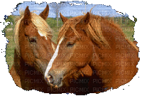 chevaux - Besplatni animirani GIF