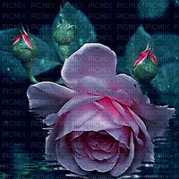 Background rose - Бесплатни анимирани ГИФ