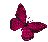 Бабочка - Δωρεάν κινούμενο GIF