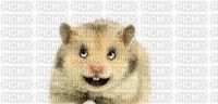 Hamster - GIF animado gratis