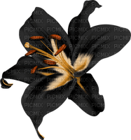 fleur noir.Cheyenne63 - 免费PNG