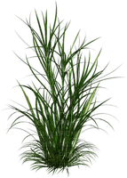 cecily-herbes hautes - PNG gratuit