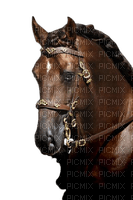 maj cheval - PNG gratuit
