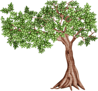 tree - zadarmo png