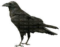 Pássaro preto - GIF animasi gratis