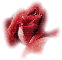 Róża tube1 - png grátis