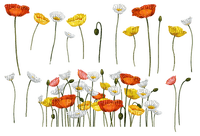 loly33 poppy coquelicot - 免费PNG