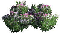 fleur violette.Cheyenne63 - GIF animado grátis