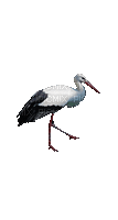 Птица - GIF animate gratis